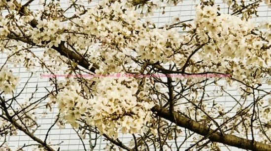Blog 2019:04.005